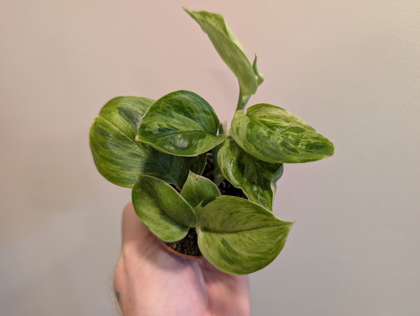 Scindapsus Green on Green 7cm