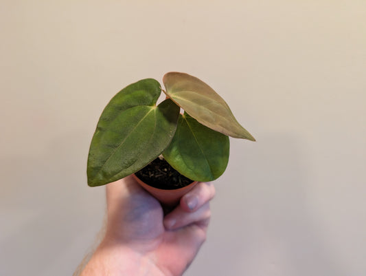 Anthurium Papillilaminum Guna Yala x BVEP 7cm