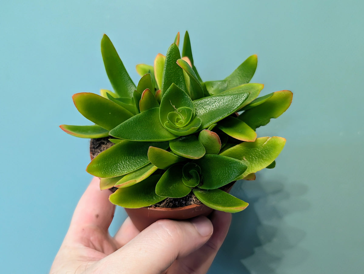 Crassula Campfire Red 8.5cm