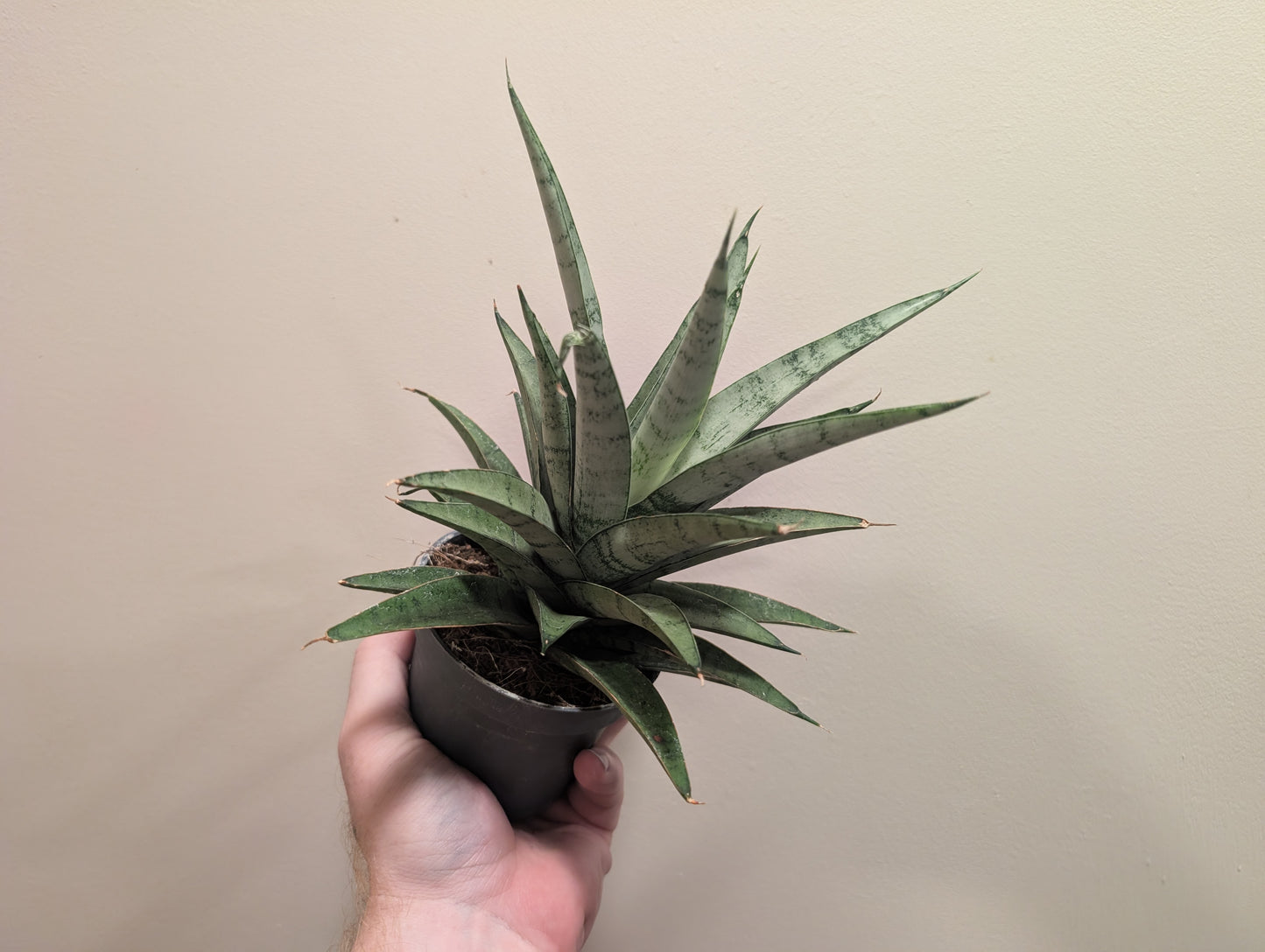 Sansevieria Silver Crown 9cm