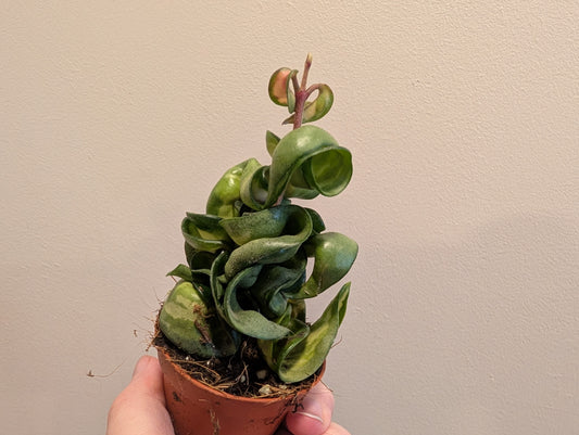 Hoya Compacta Mauna Loa 6cm
