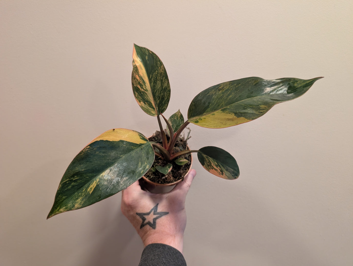 Philodendron Red Congo Variegata 9cm