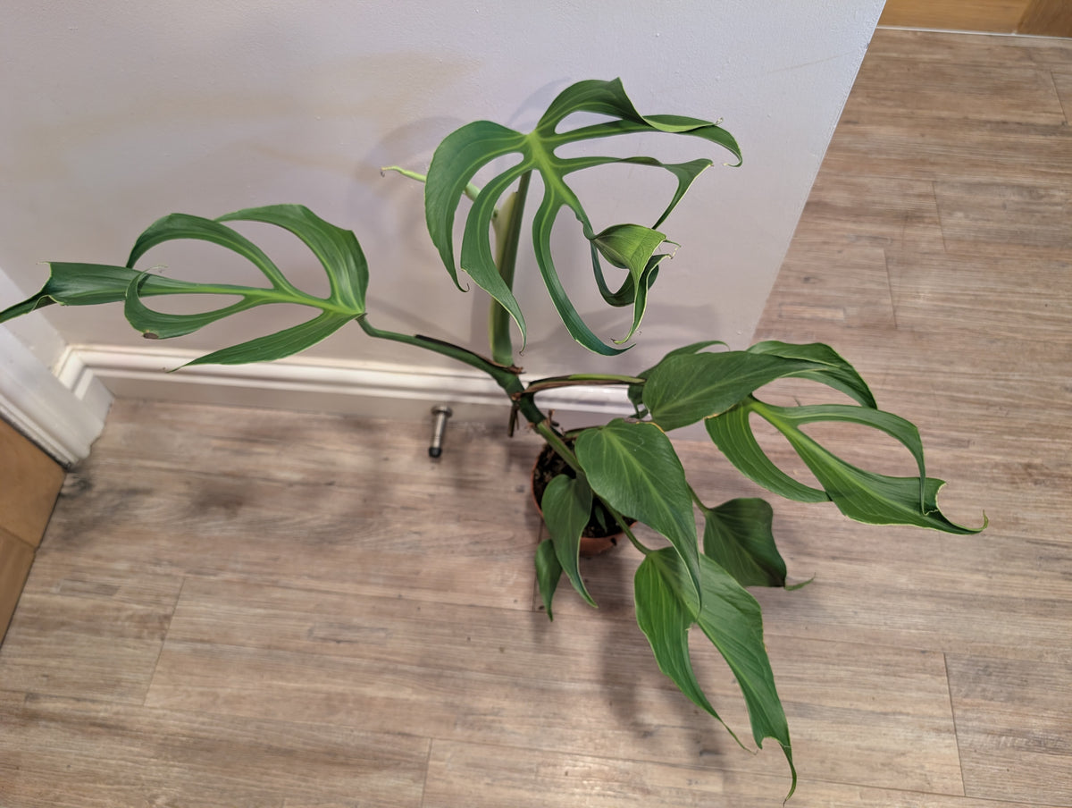 Monstera Burle Marx Flame 15cm