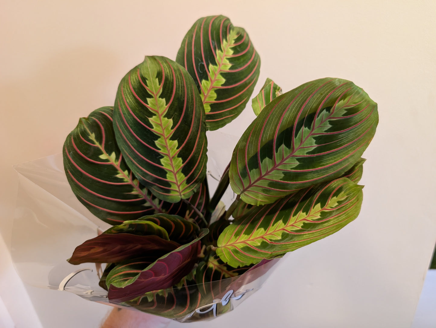 Maranta Fascinator 12cm