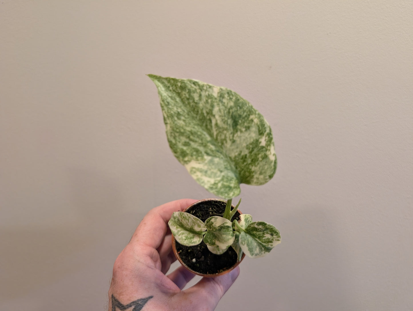Monstera Deliciosa Green Snow 6cm