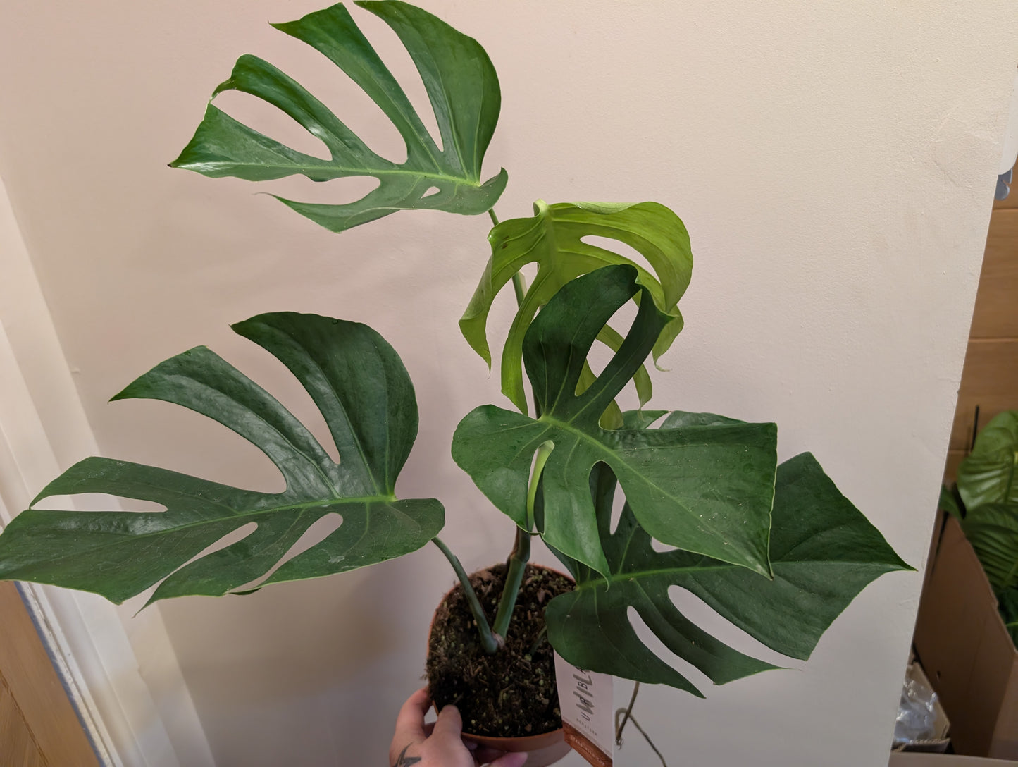 Monstera Sierrana 17cm