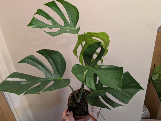 Monstera Sierrana 17cm