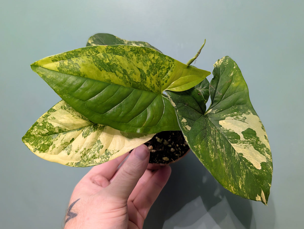 Syngonium Aurea 9cm