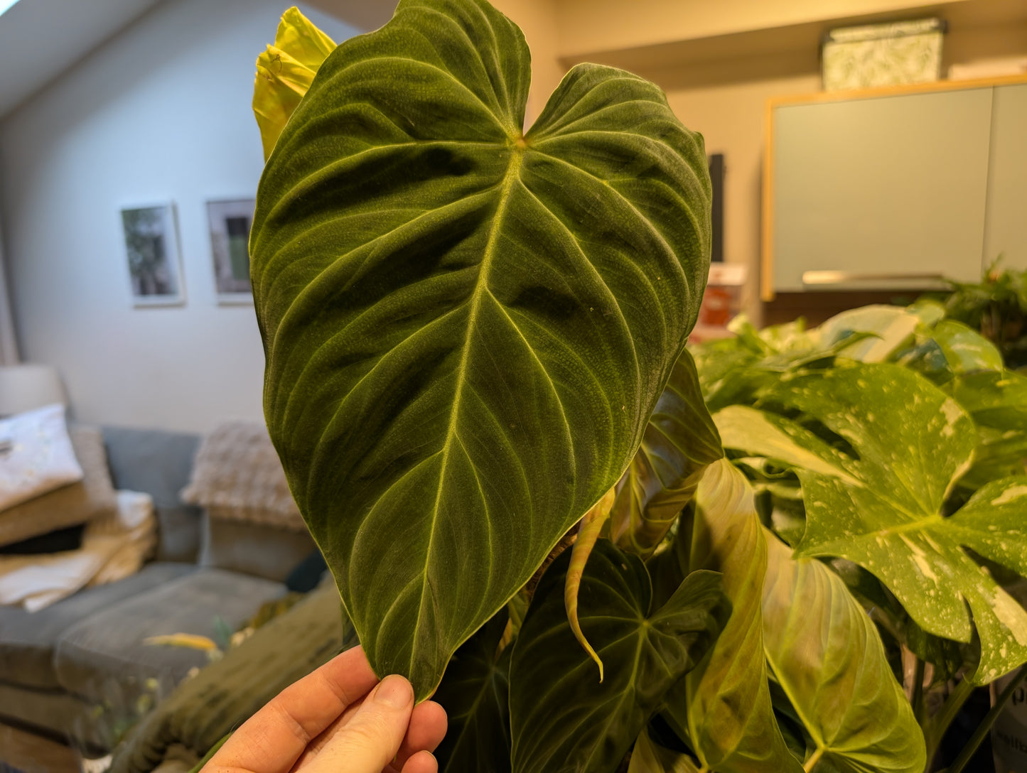 Philodendron Splendid 17cm
