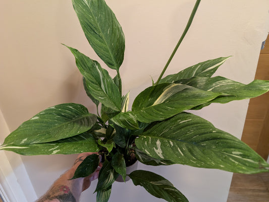 Spathiphyllum Diamond Peace Lily 14cm