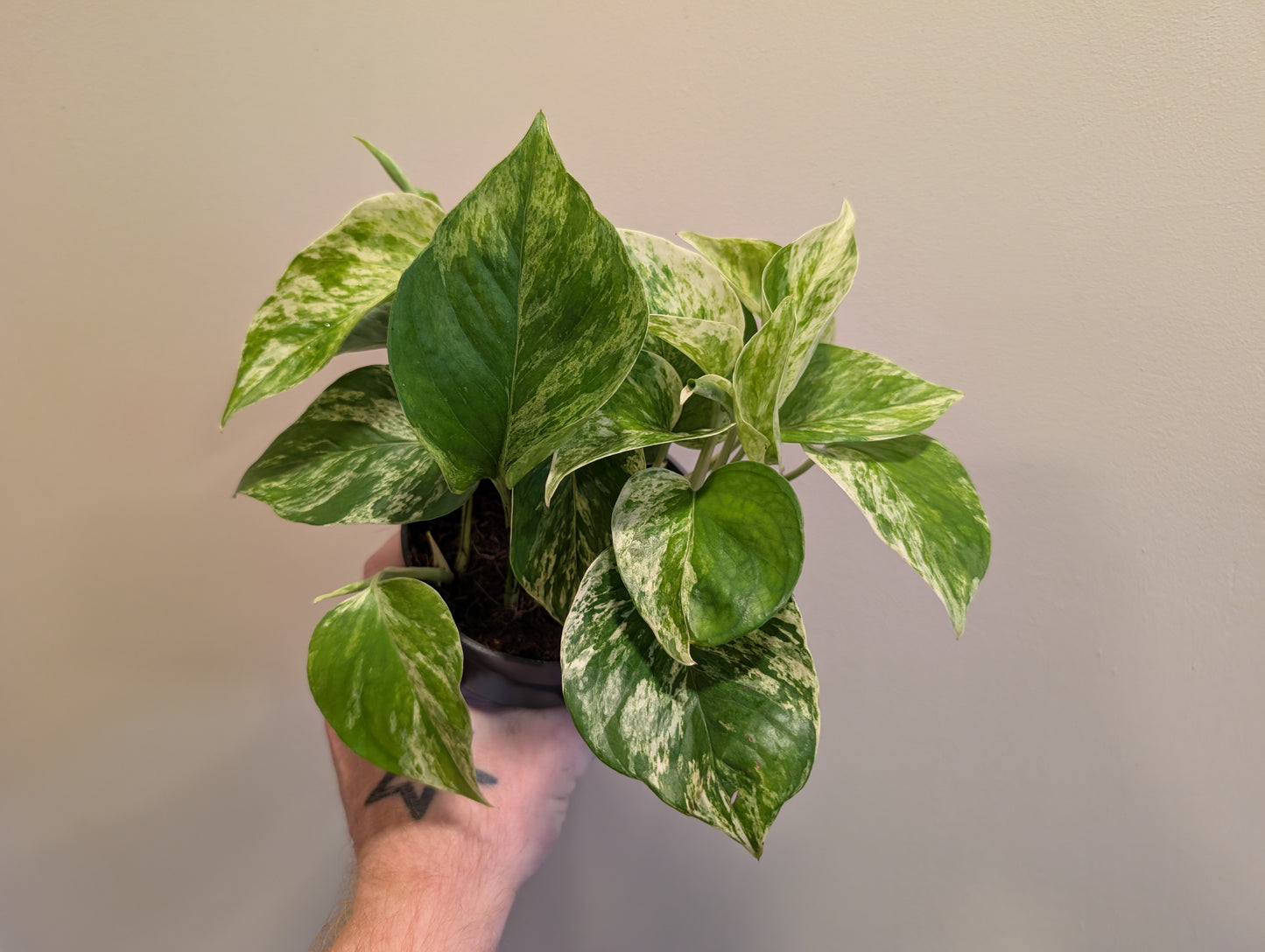 Epipremnum Marble Queen 12cm