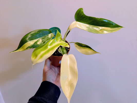 Philodendron Florida Beauty 9cm