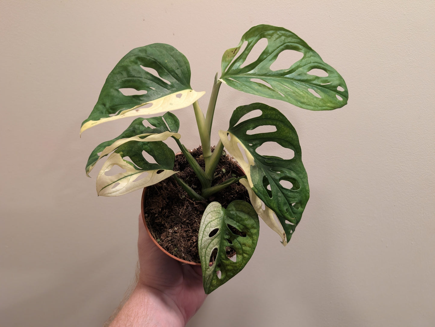 Monstera Adonsonii Variegata 12cm