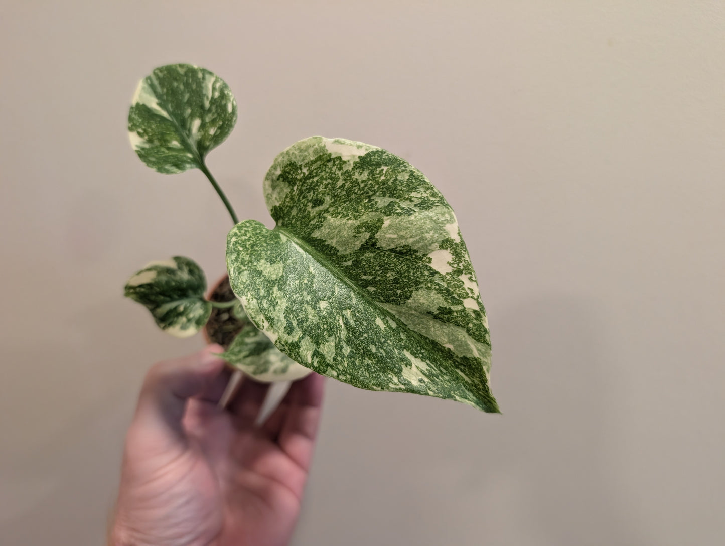 Monstera Creme Brulee 6cm