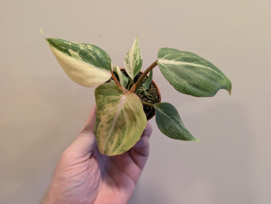Philodendron Gloriosum Variegata 6cm