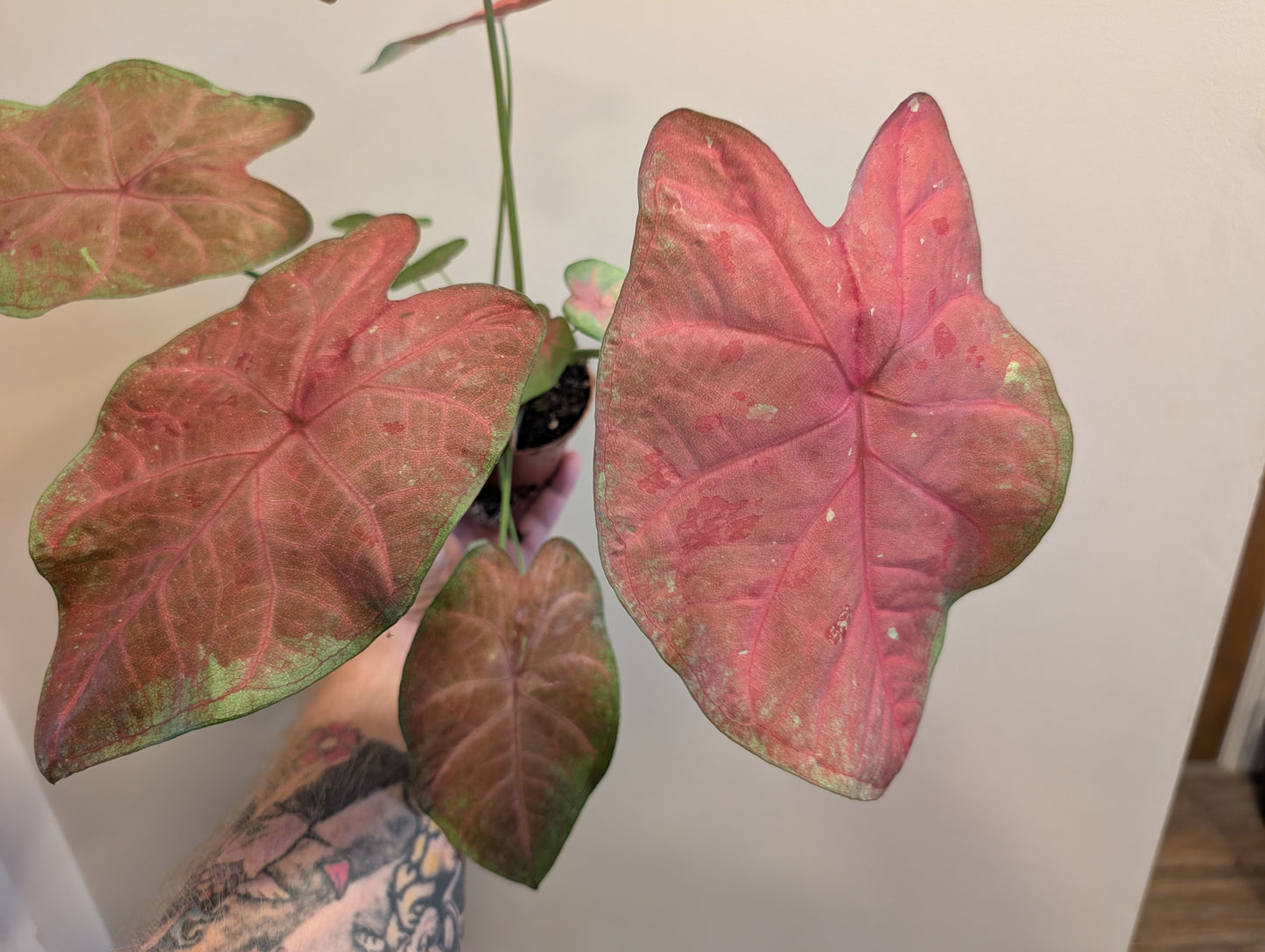 Caladium Sexy Pink 8cm