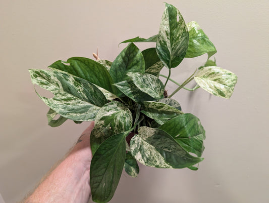 Epipremnum Marble King 12cm