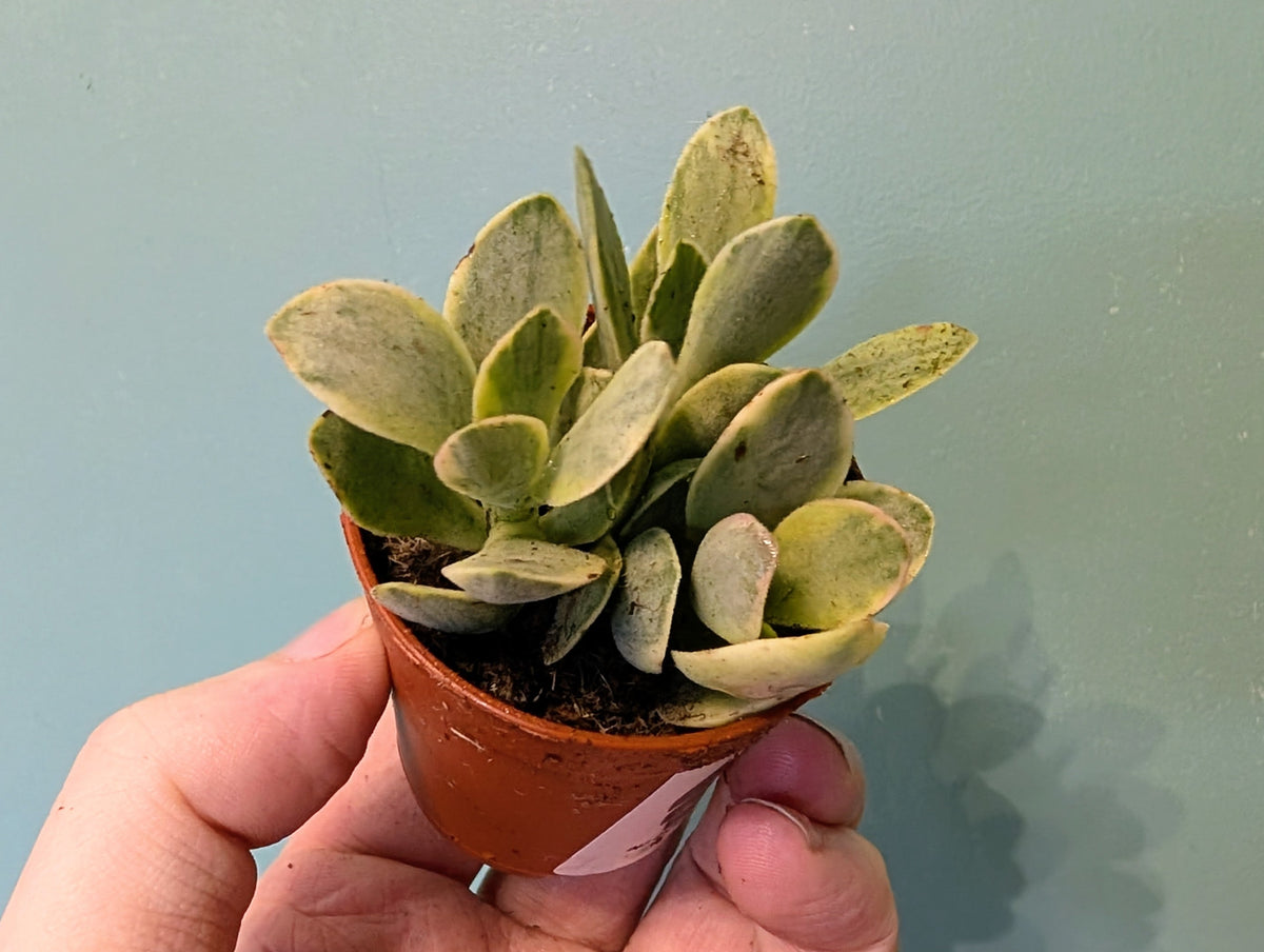 Crassula Rusbyi Variegata 6cm