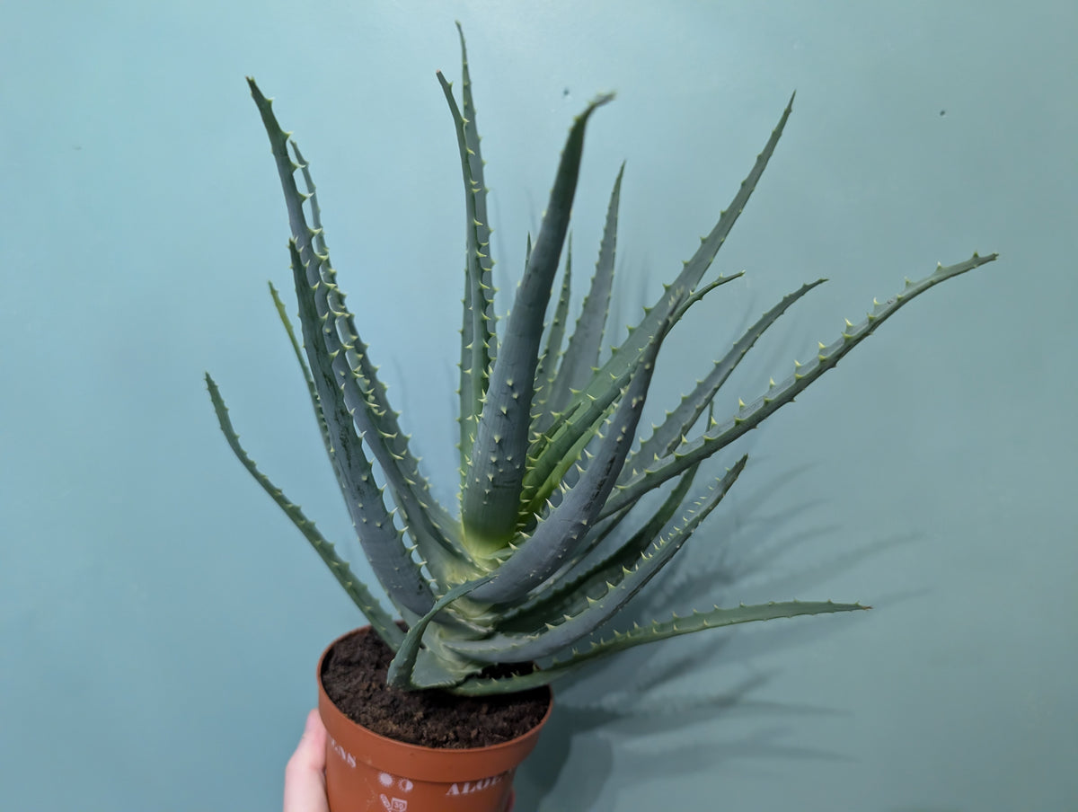 Aloe Arborescens  12cm