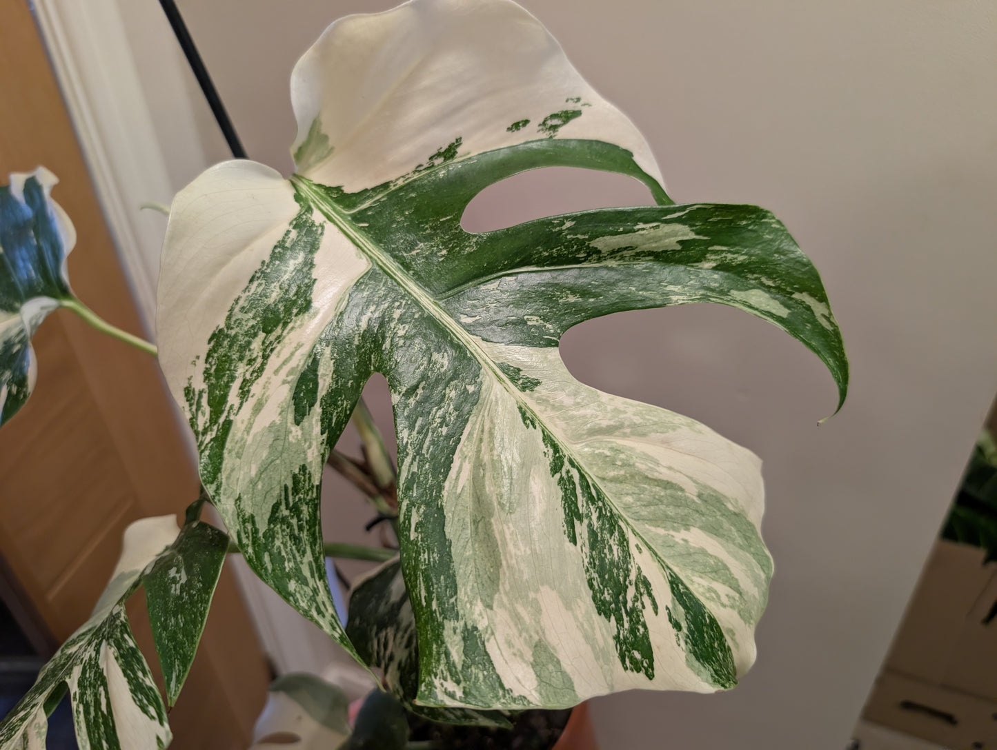 Monstera Deliciosa Variegata 17cm