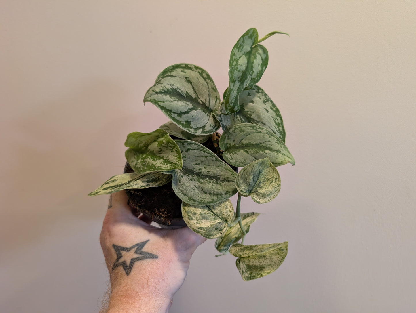 Scindapsus Peasun 12cm
