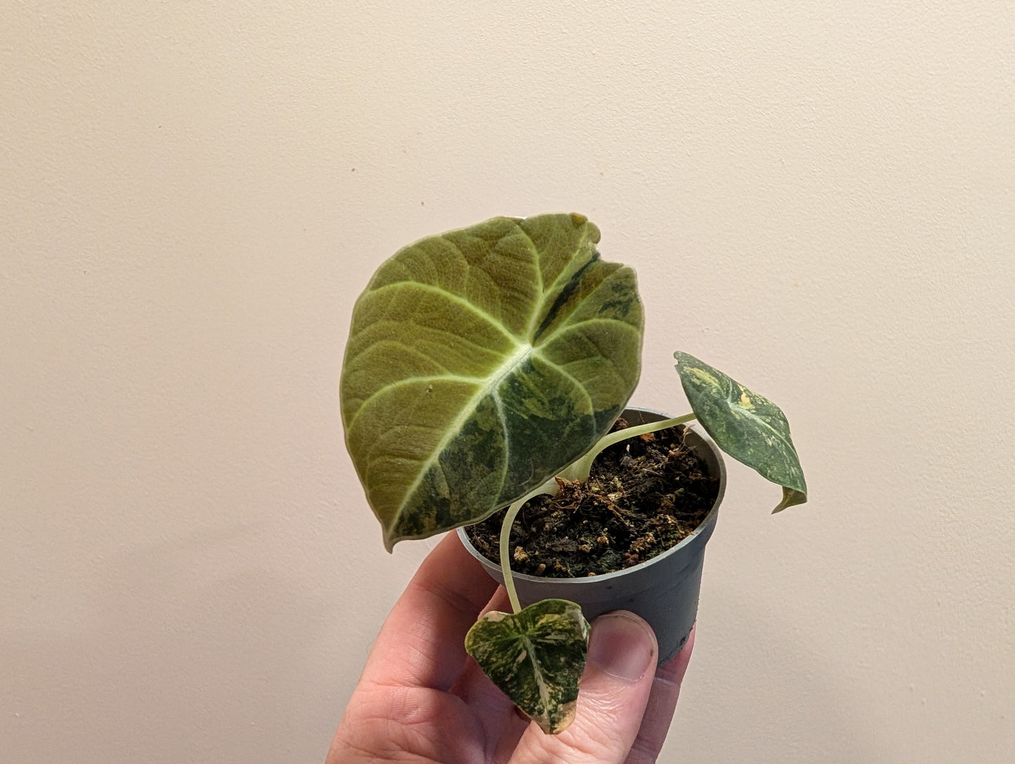Alocasia Black Velvet Gold 6cm