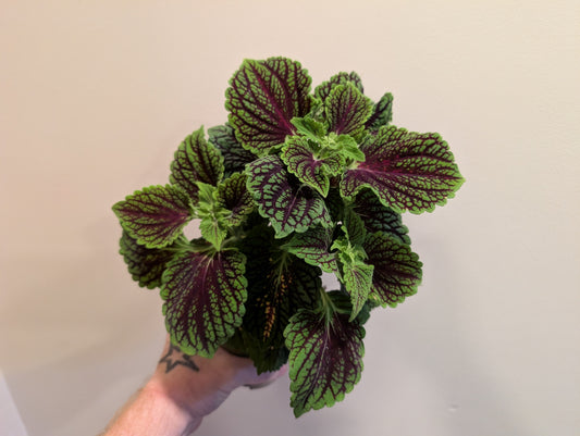 Coleus Spacecake 12cm