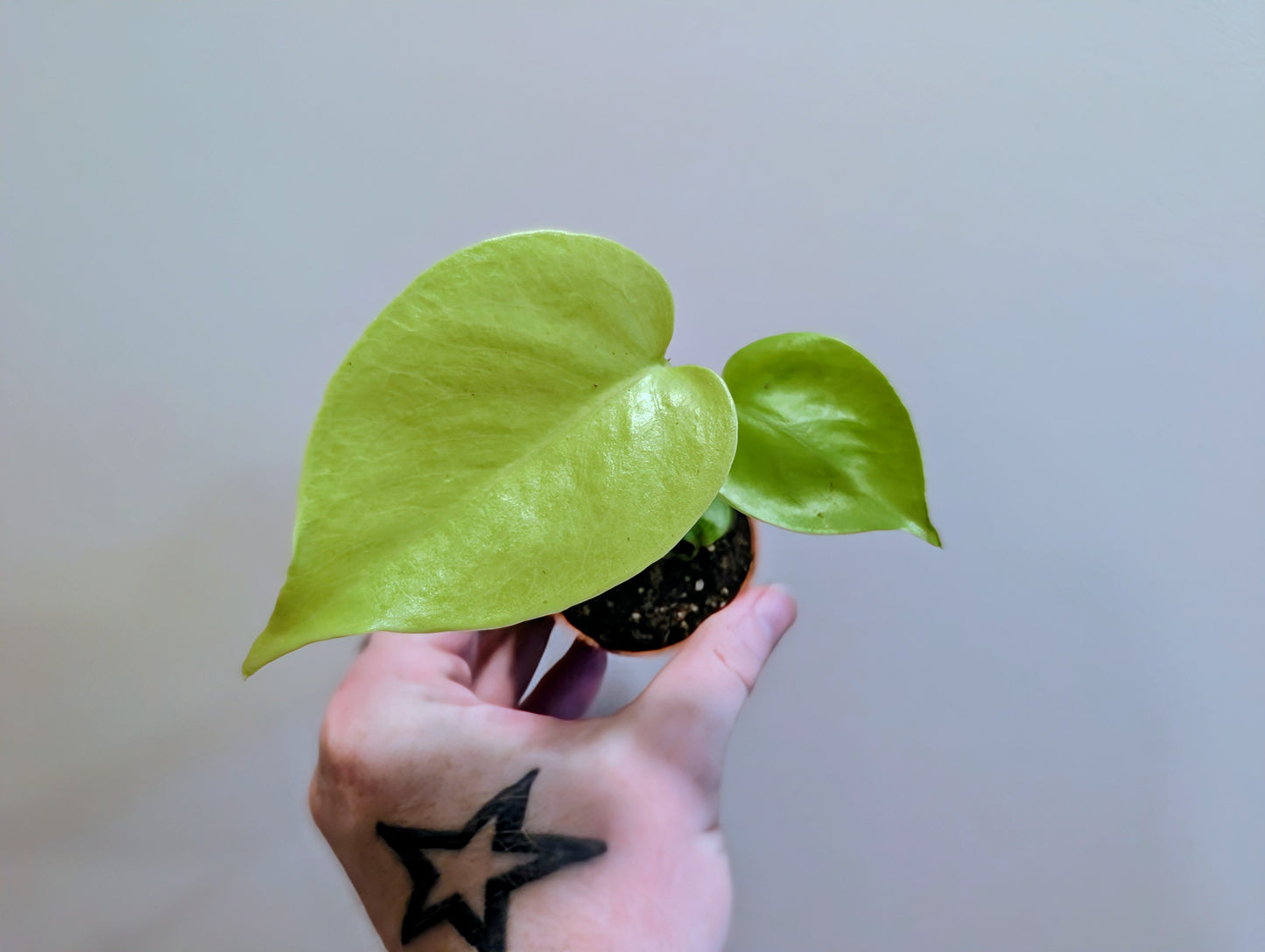 Monstera Golden/Lemon Lime 6cm