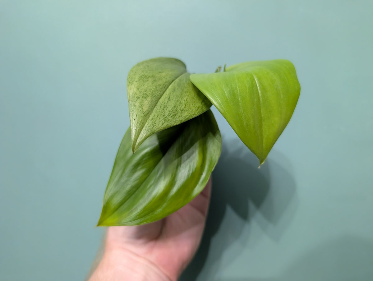 Scindapsus Trebie Mint 7cm