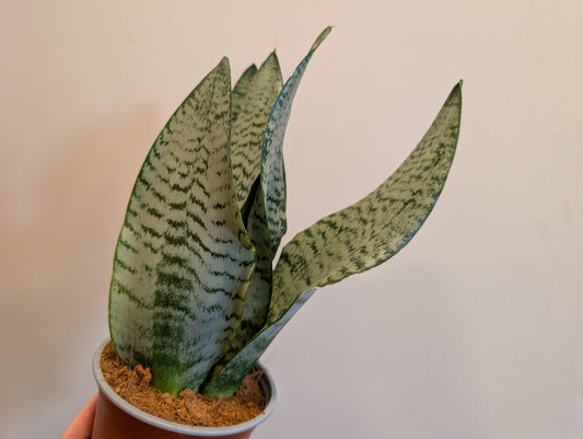 Sansevieria Black Coral 12cm