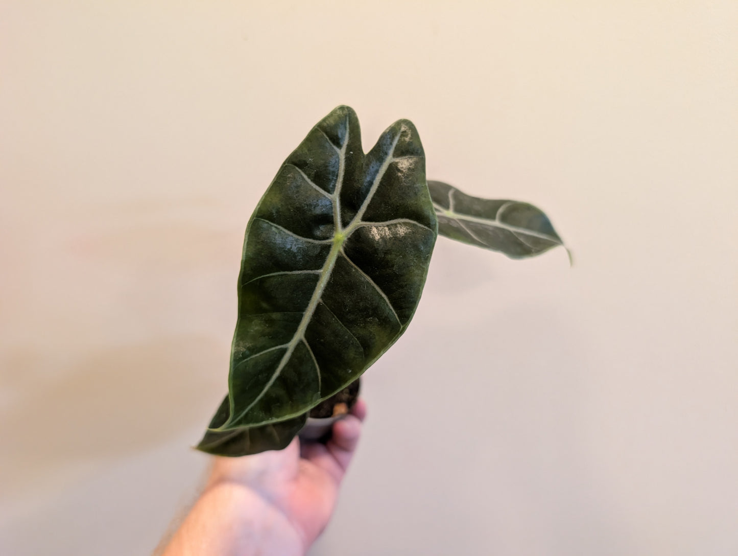 Alocasia Purple Vein 6cm