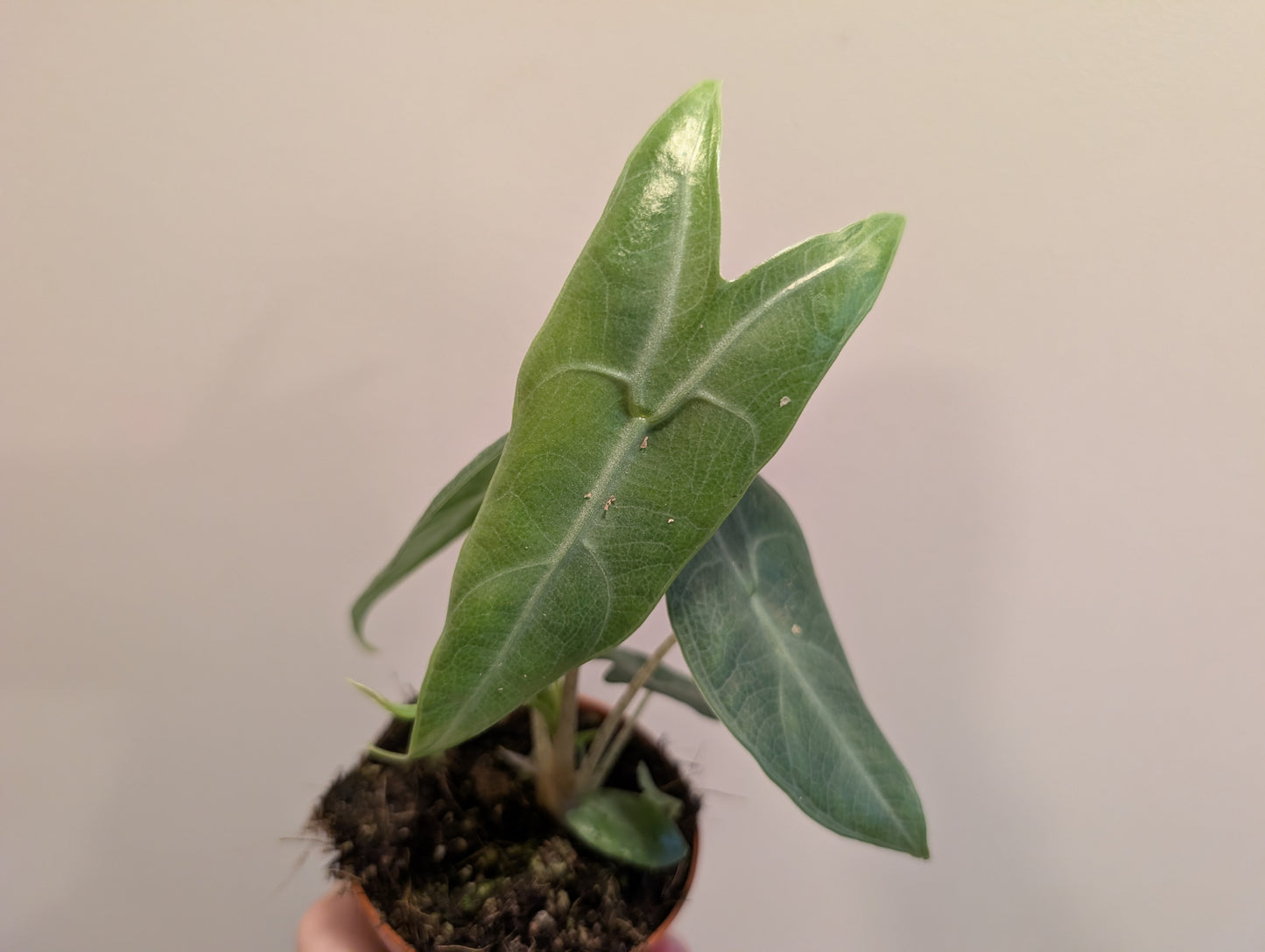 Alocasia Longiloba Silver 8cm