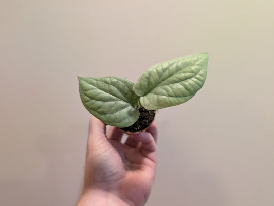 Monstera Amydrium Medium Silver 6cm