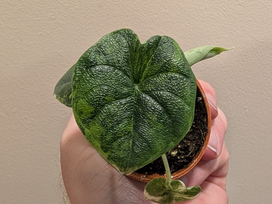 Alocasia Melo Aurea 6cm