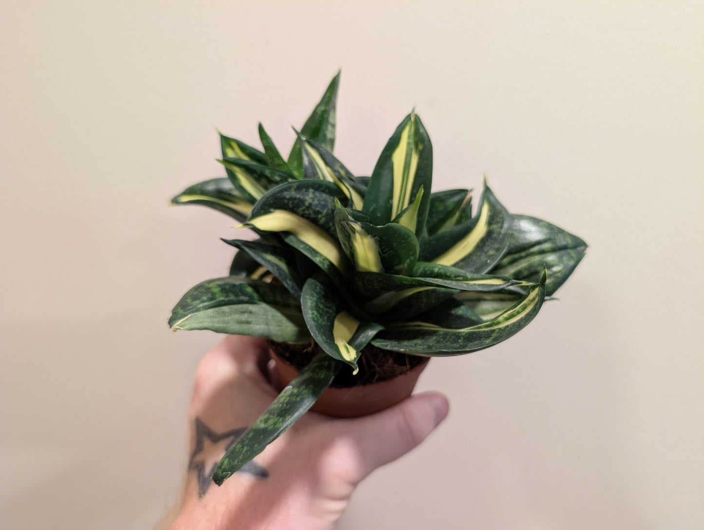 Sansevieria Spiral Star 9cm