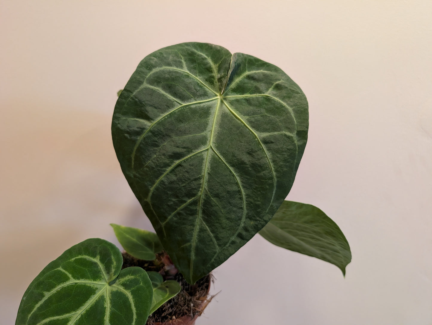 Anthurium Magnificum 12cm