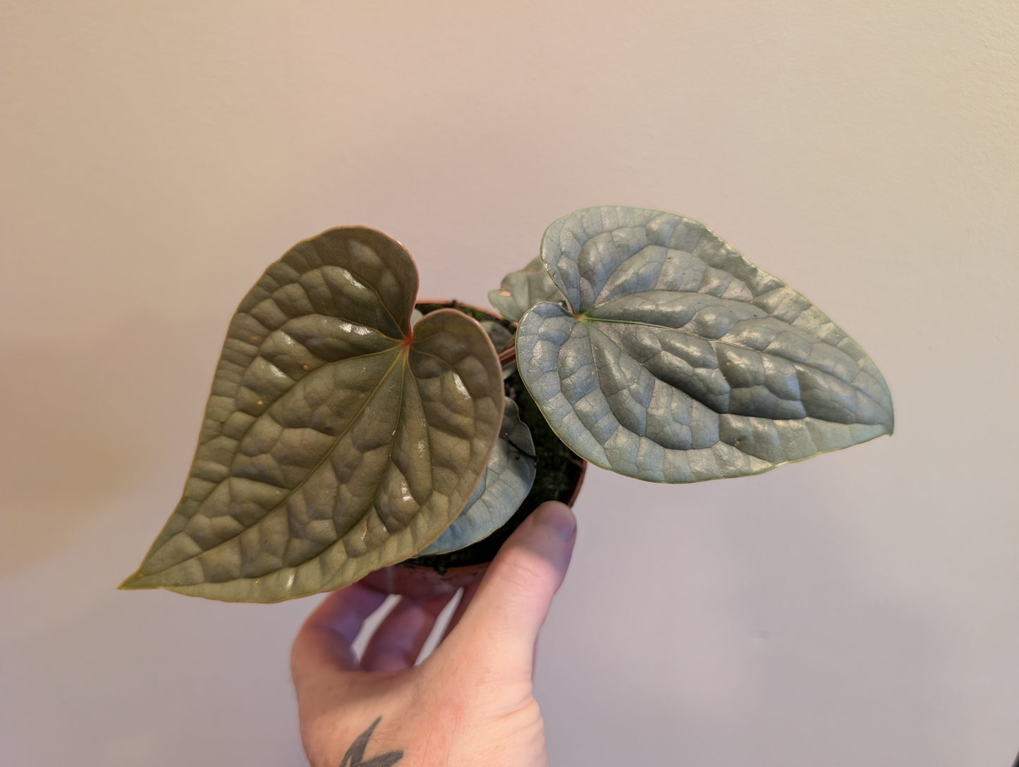 Anthurium Luxurians 10.5cm