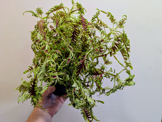 Coleus Skeleton 12cm