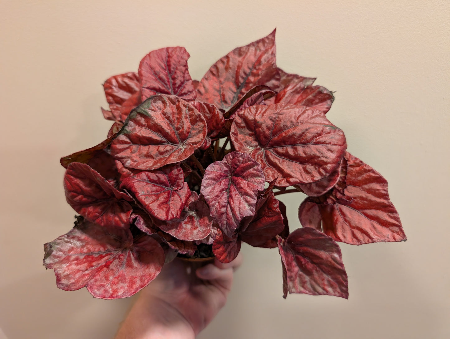 Begonia Inca Flame 12cm grade b