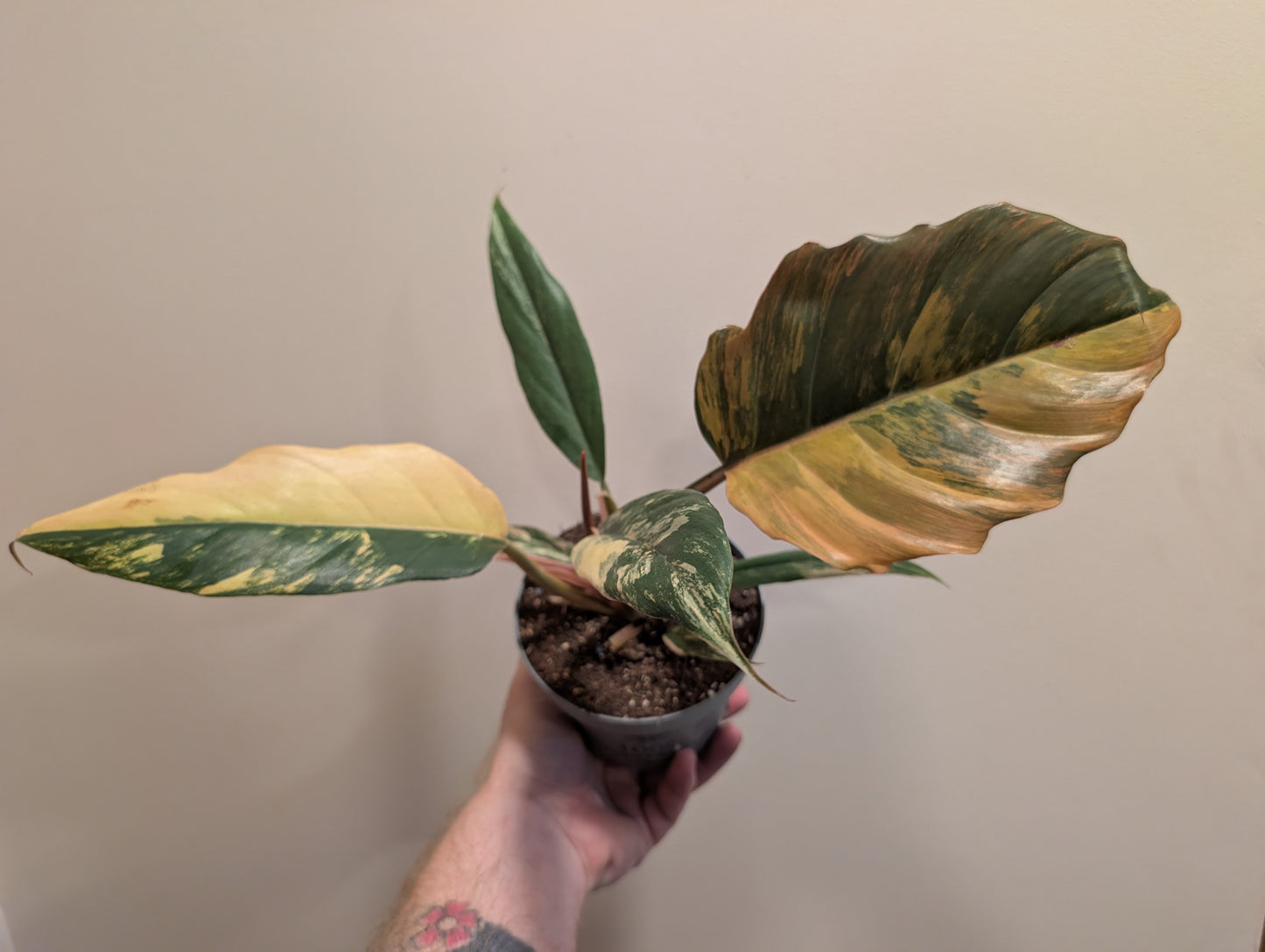 Philodendron Caramel Marble 12cm
