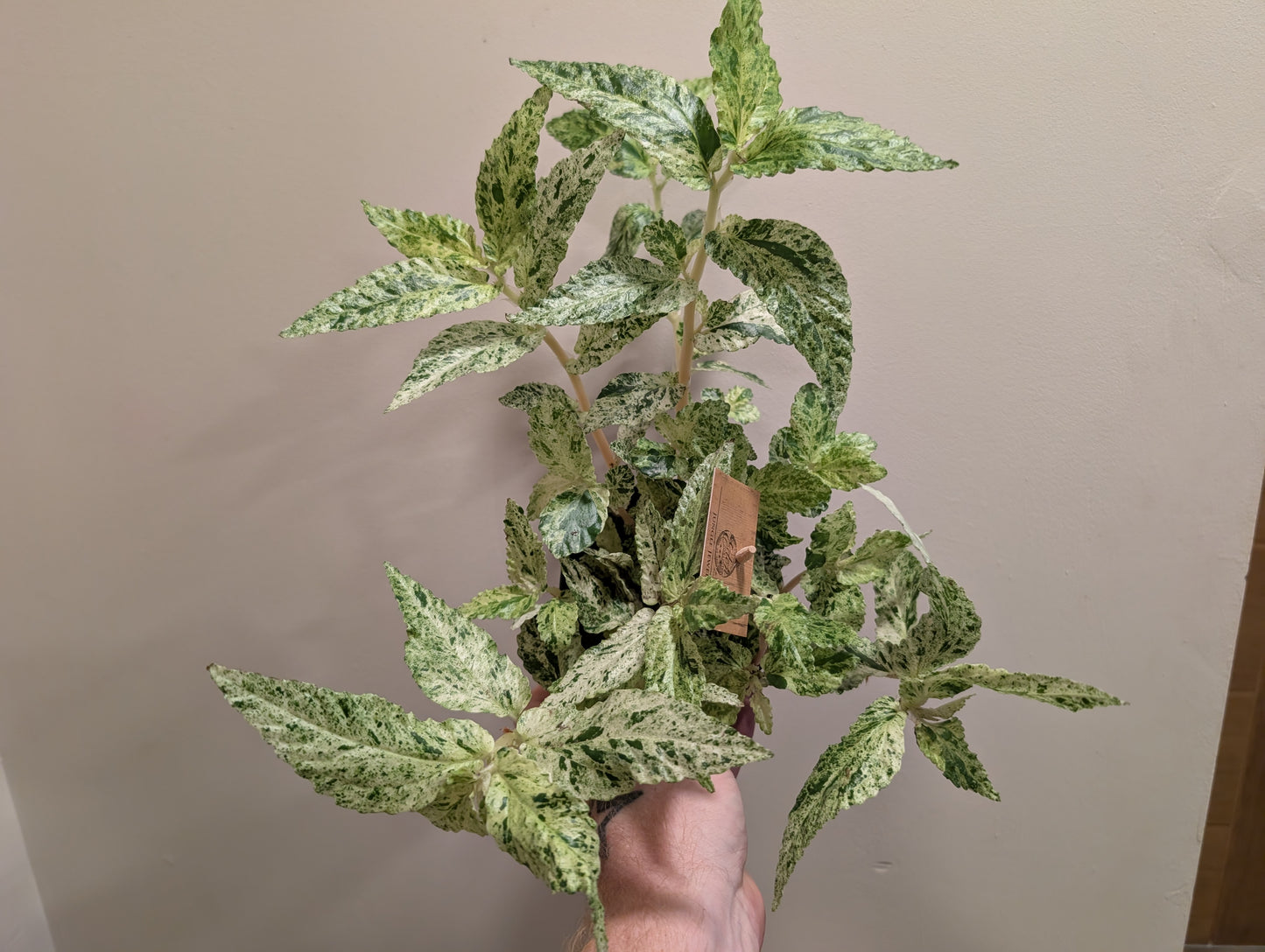 Pellionia Repens Variegata 12cm