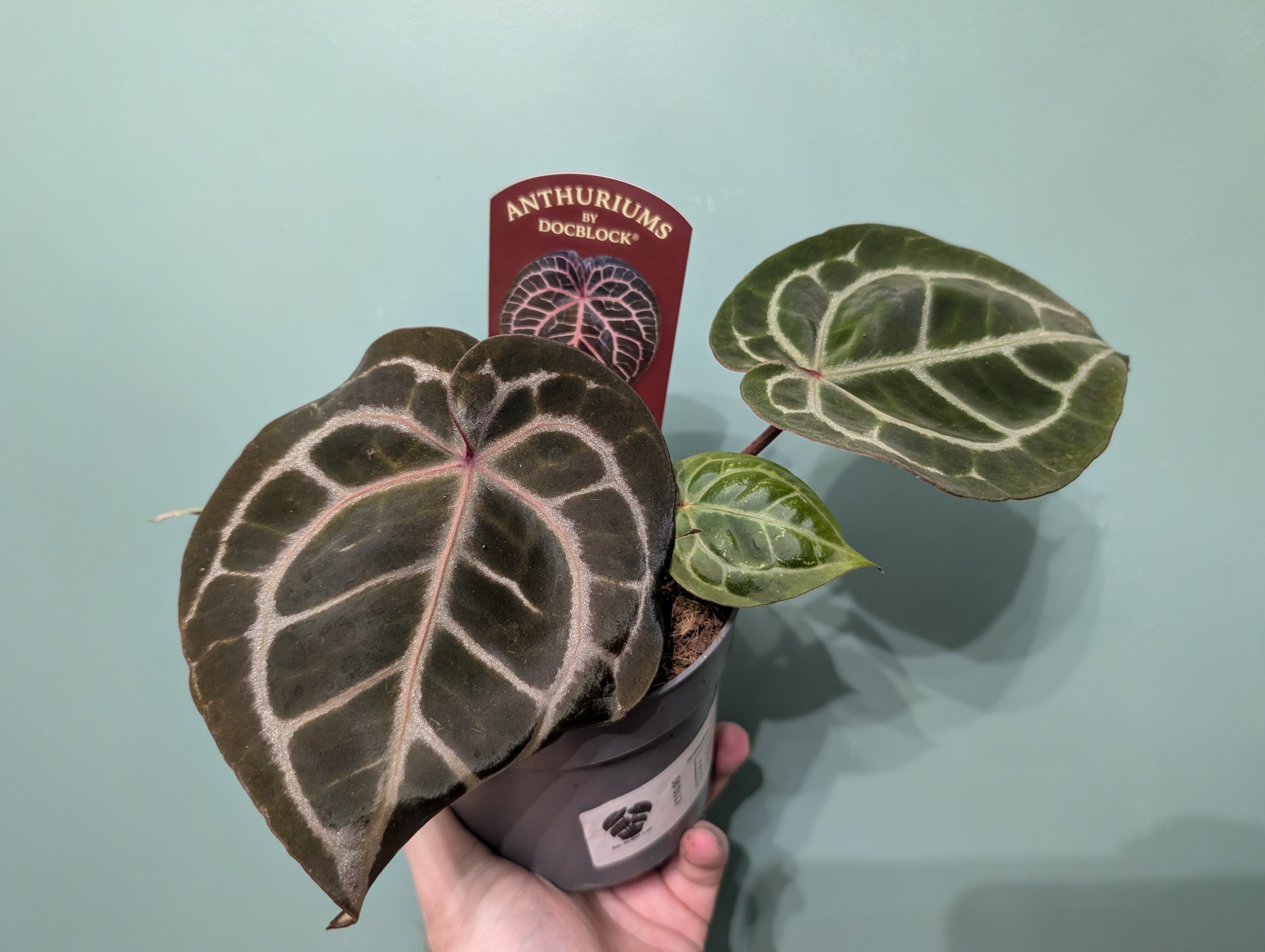 Anthurium Doc Block Michelle 12cm – Bigplantlad