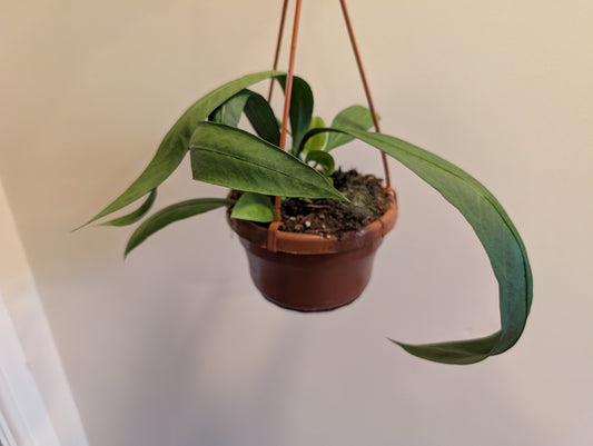 Anthurium Vittarifolium 14cm