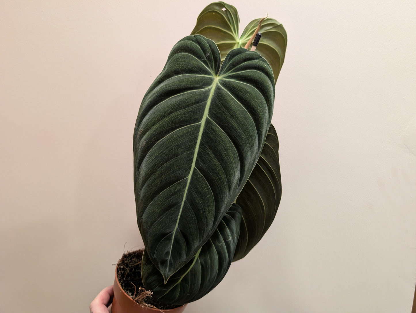 Philodendron Melanochrysum 12cm
