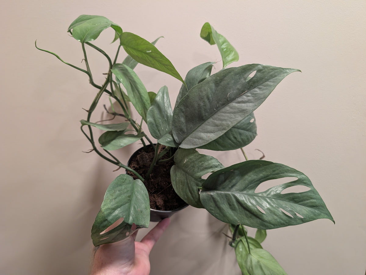 Epipremnum Cebu Blue 12cm