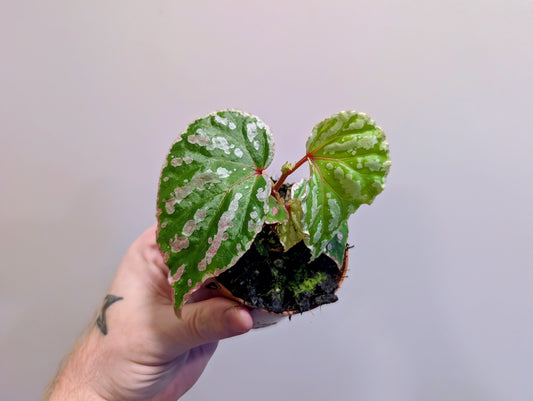 Begonia Cream Powder 8cm