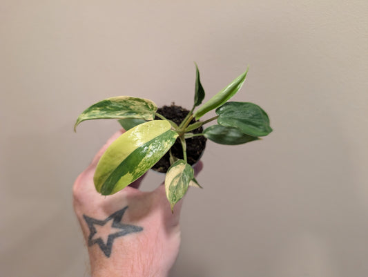 Philodendron Florida Beauty 6cm