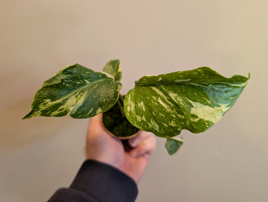 Monstera Deliciosa Electrolyte 6cm
