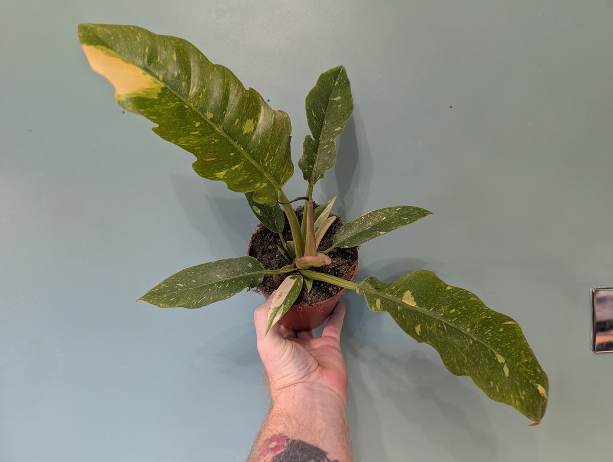 Philodendron Ring of Fire 12cm