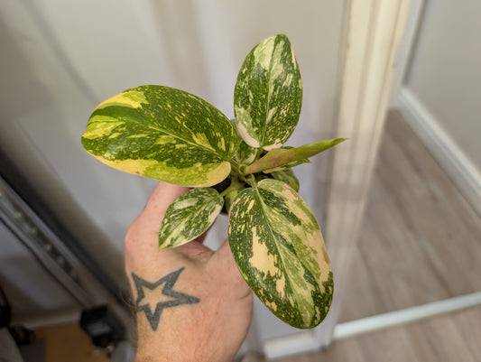 Philodendron Green Congo Variegata 6cm